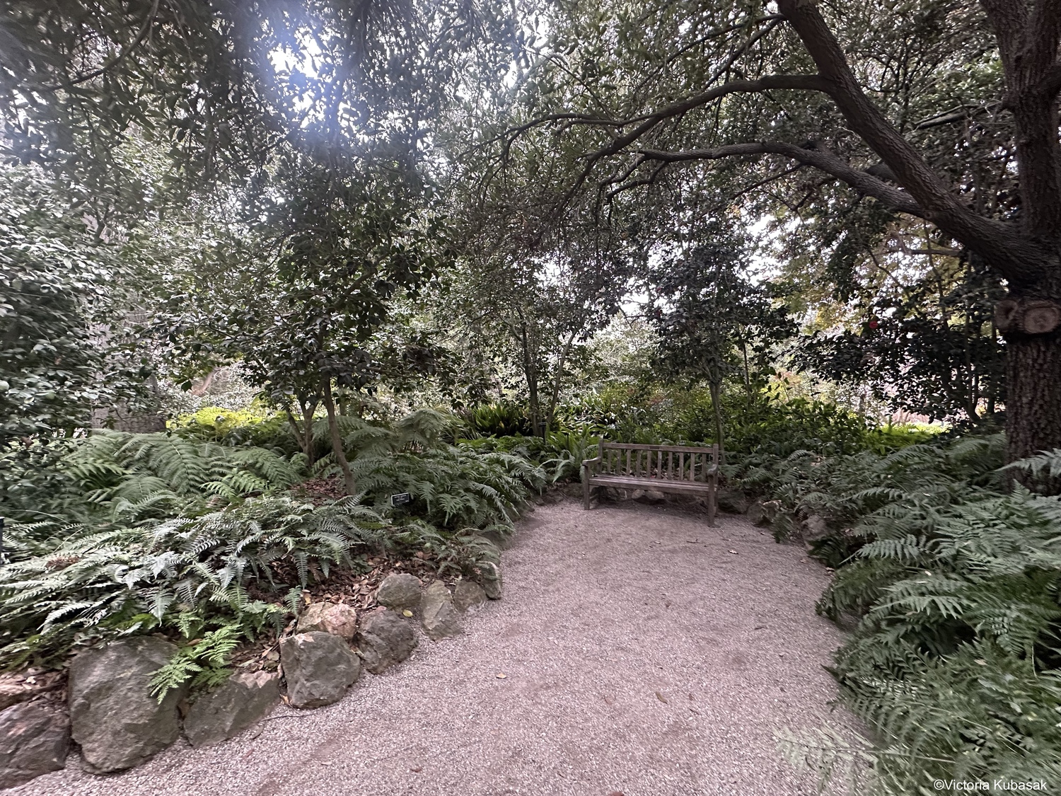 image of fern garden with pebble path and a wooden bench