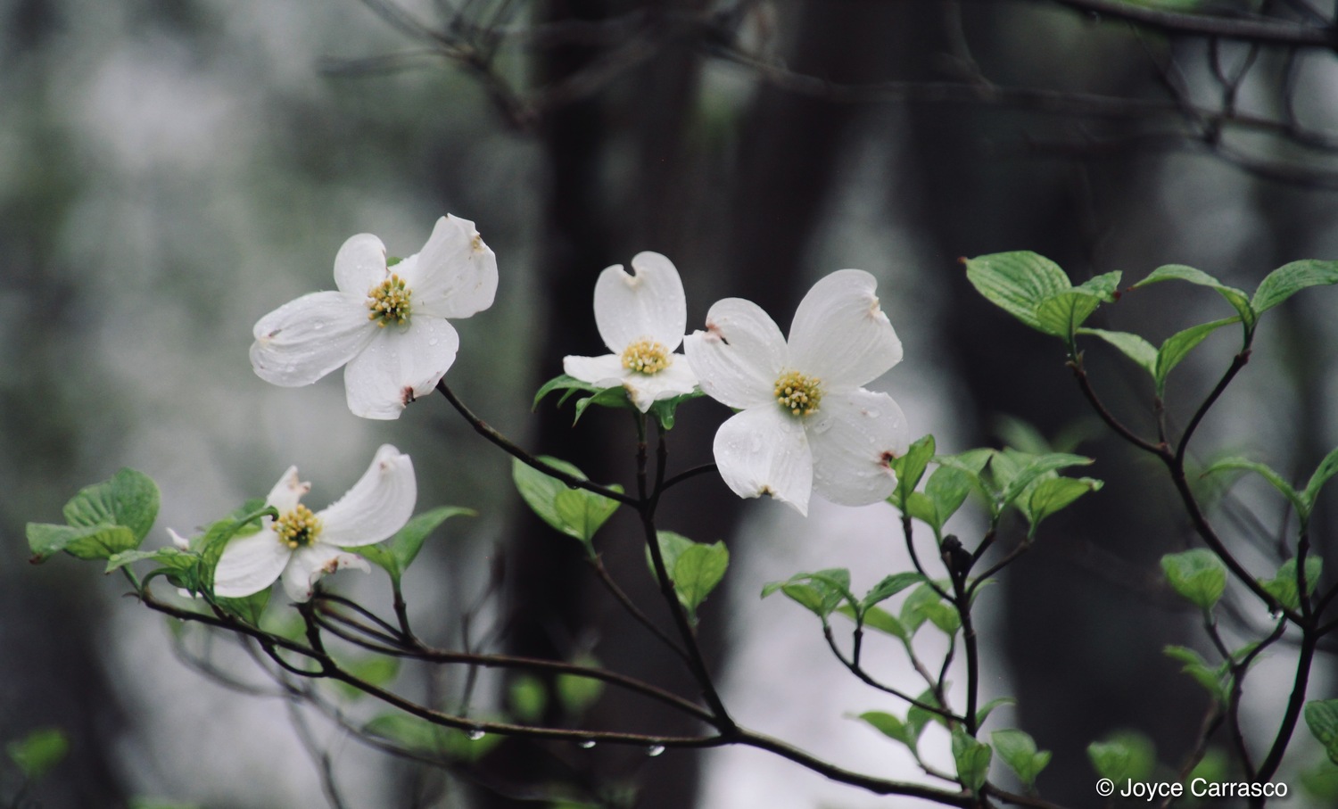 PRIMAVERA